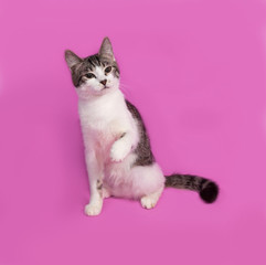 Fototapeta na wymiar White and striped kitten sitting on pink