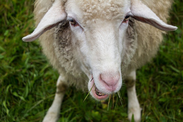 Schaf auf Wiese, nah