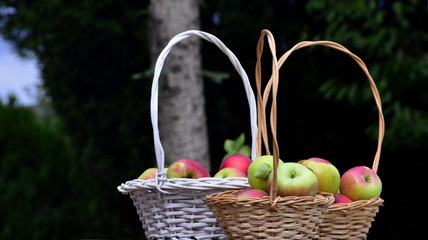 Fresh apples