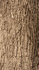Texture of old tree bark with green moss