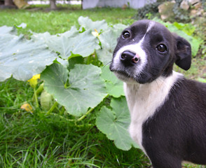 Obraz premium Picture of a cute puppy. Animal theme