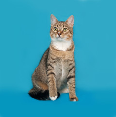 Naklejka na ściany i meble Striped and white cat sitting on blue