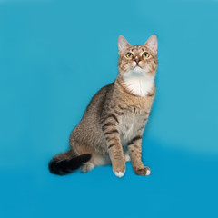 Fototapeta na wymiar Striped and white cat sitting on blue