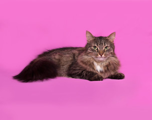 Fluffy tabby cat lies on pink