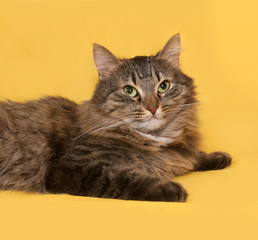 Fluffy tabby cat lies on yellow