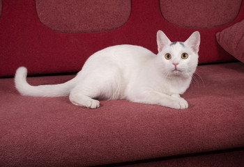 White cat with gray spots lying on couch