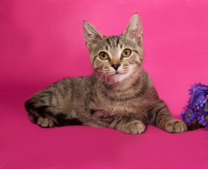 Striped kitten with bouquet of flowers lying on pink