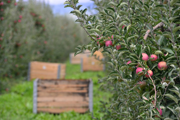 Apple Orchard Crate