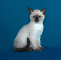 Thai white kitten sitting on blue