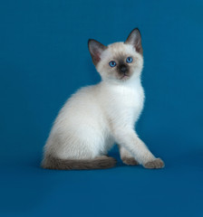 Thai white kitten sitting on blue