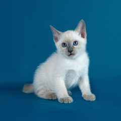 Thai white kitten sitting on blue