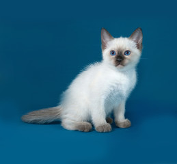 Obraz premium Thai white kitten sitting on blue