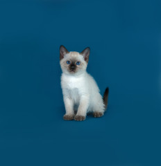 Thai white kitten sitting on blue