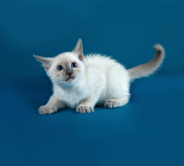 Thai white kitten lies on blue