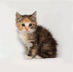 Tricolor fluffy kitten sitting on gray