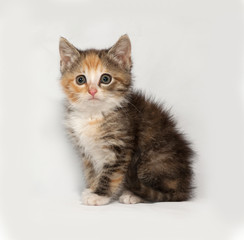 Tricolor fluffy kitten sitting on gray