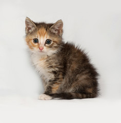 Tricolor fluffy kitten sitting on gray