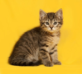 Tabby kitten sitting on yellow