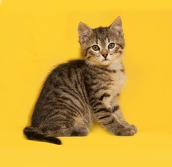 Tabby kitten sitting on yellow