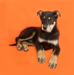 Black and yellow puppy lying on orange