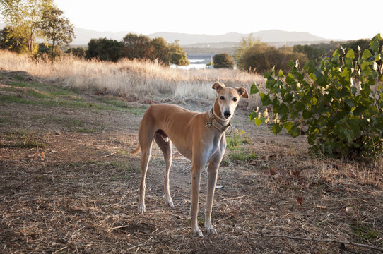retrato de un galgo espa&ntilde;ol
