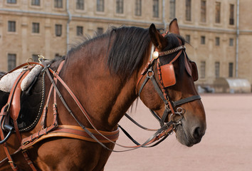 Obraz premium Horse head in harness
