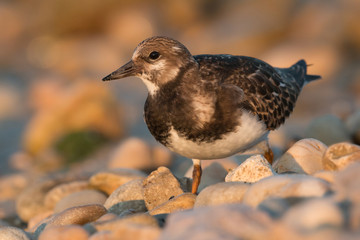 Ruddy turnstone