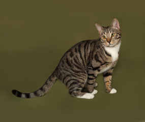 Obraz premium Tabby and white cat sitting on green