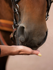 feeding a horse with his hands
