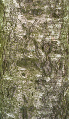 Obraz premium Texture of old birch tree bark with green moss