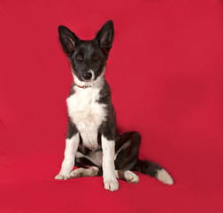 Black and white dog sitting on red