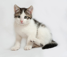 Striped and white kitten sitting on gray