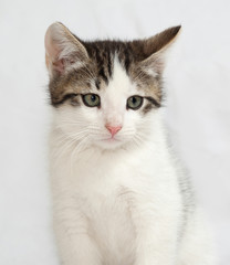 Striped and white kitten sitting on gray