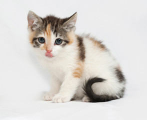 Tricolor fluffy kitten sitting on gray