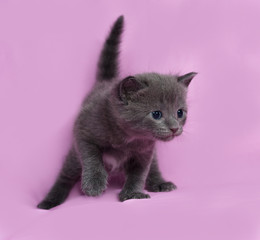 Gray kitten Russian Blue going on pink