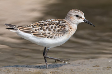 The little stint