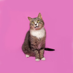 Obraz premium Gray and white tabby cat sitting on pink