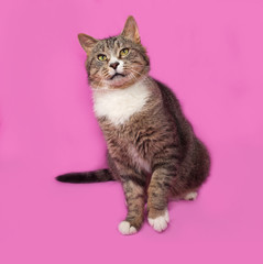 Gray and white tabby cat sitting on pink