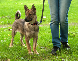 Red puppy walking on grass