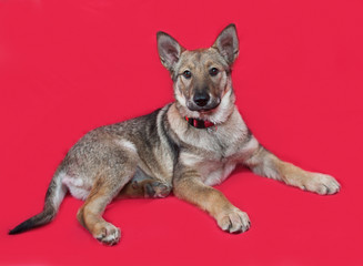 Red puppy lies on red