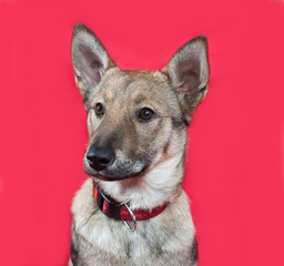 Red puppy lies on red