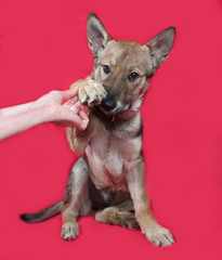 Red and gray puppy sitting on red
