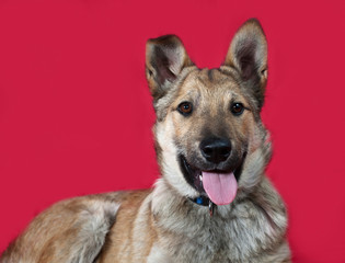 Red puppy lies on red