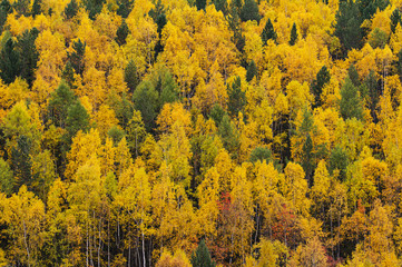 Fototapeta premium beautiful autumn yellow wood from height