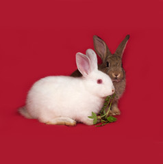 Two rabbits, brown and white, sitting on red