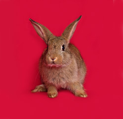Brown rabbit sitting on red