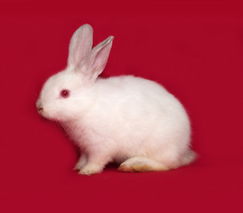 White rabbit sitting on red