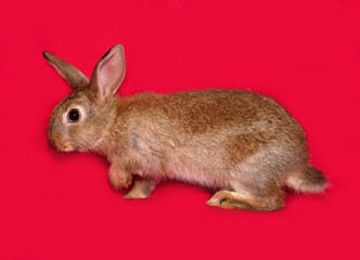 Brown rabbit going on red