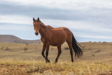 Obraz premium Horses in field