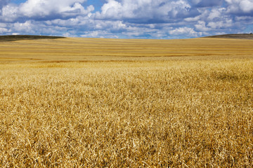 Oat Field